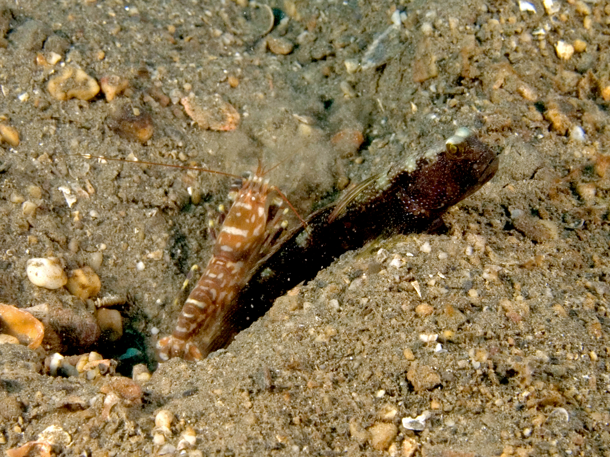 The Star Performers of the Reef Orchestra (Image Credits: Wikimedia)