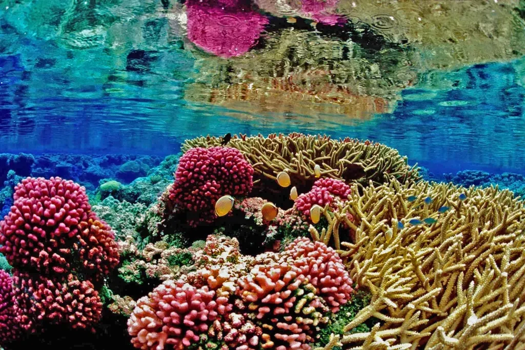 The Future Seascape: Can Coral Reefs Survive the Century? (Image Credits: Rawpixel)