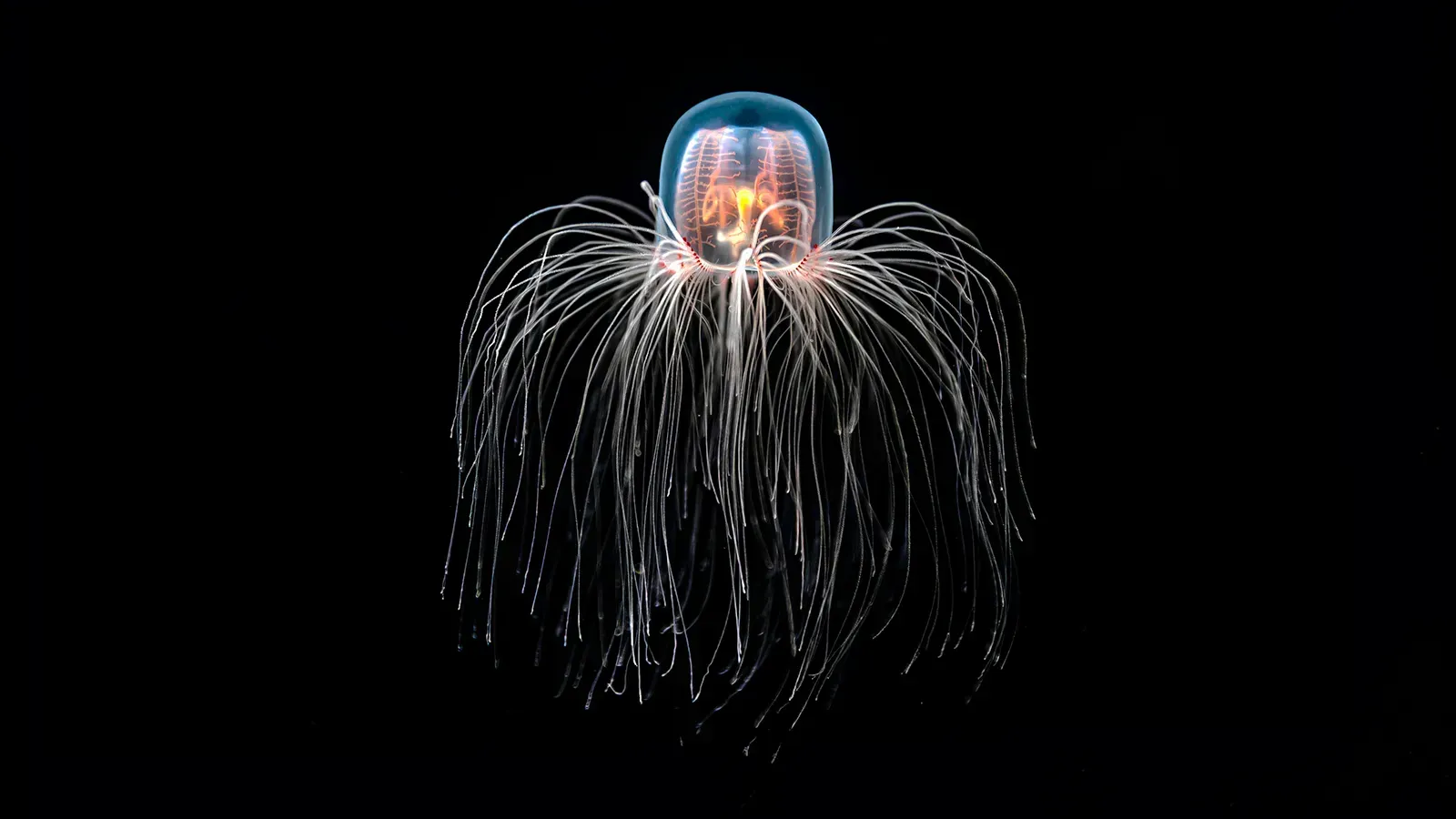 Immortal Jellyfish: Creatures That Can Rewind Their Life Cycle (Image Credits: Wikimedia)