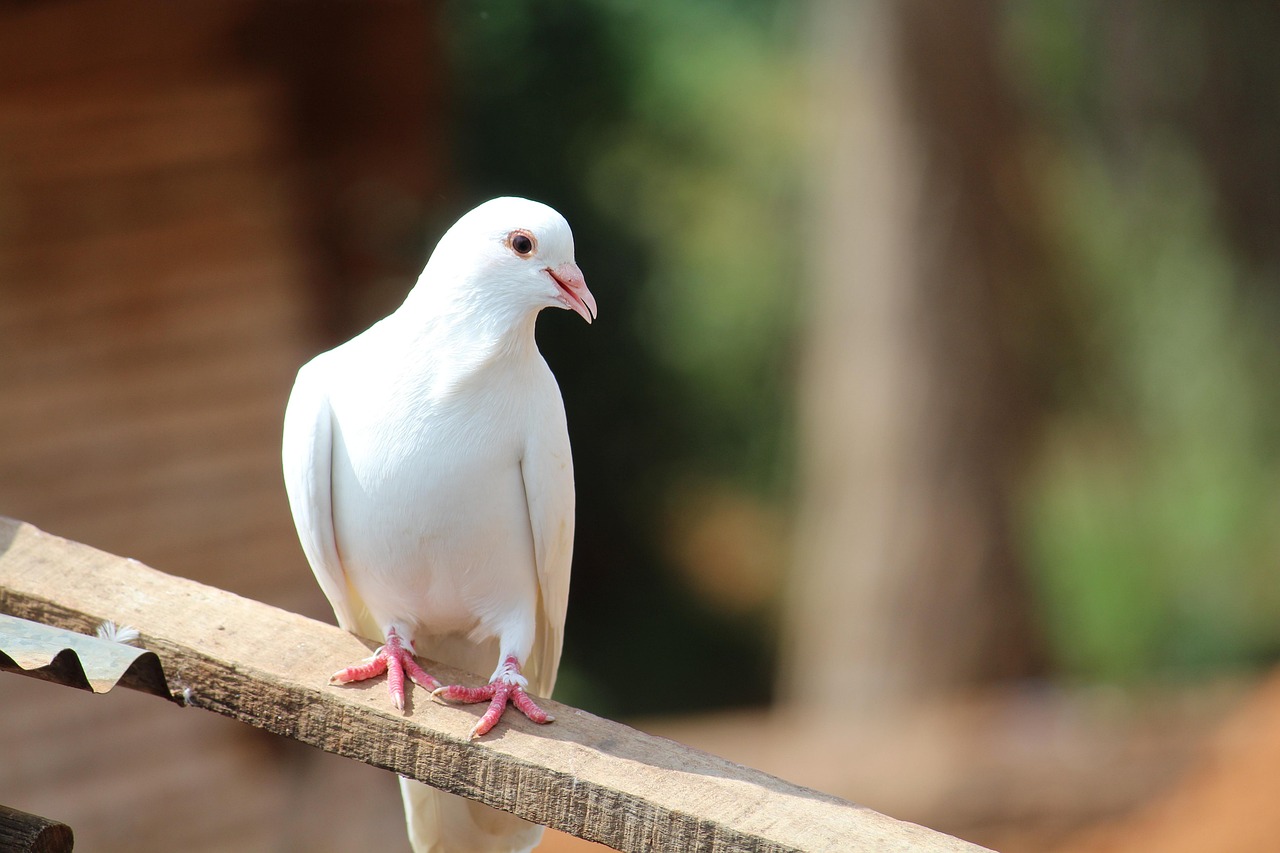 Libra and the Dove: Peaceful Diplomats (Image Credits: Pixabay)