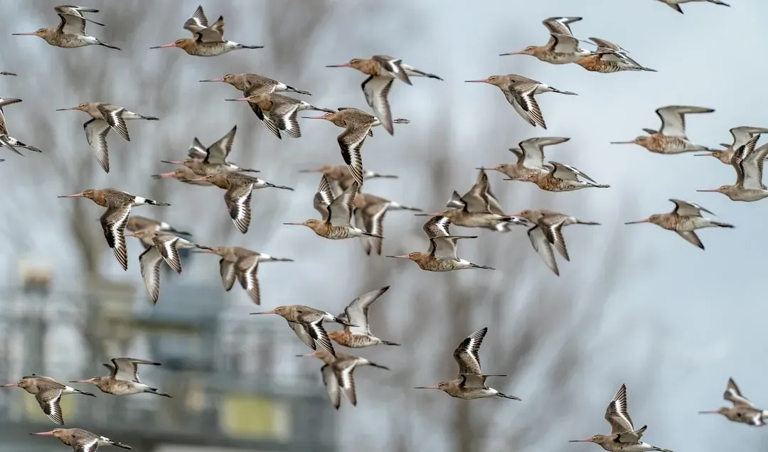 7. The Bar-Tailed Godwit: Flying Nonstop for Eight Days Straight (Image Credits: Unsplash)
