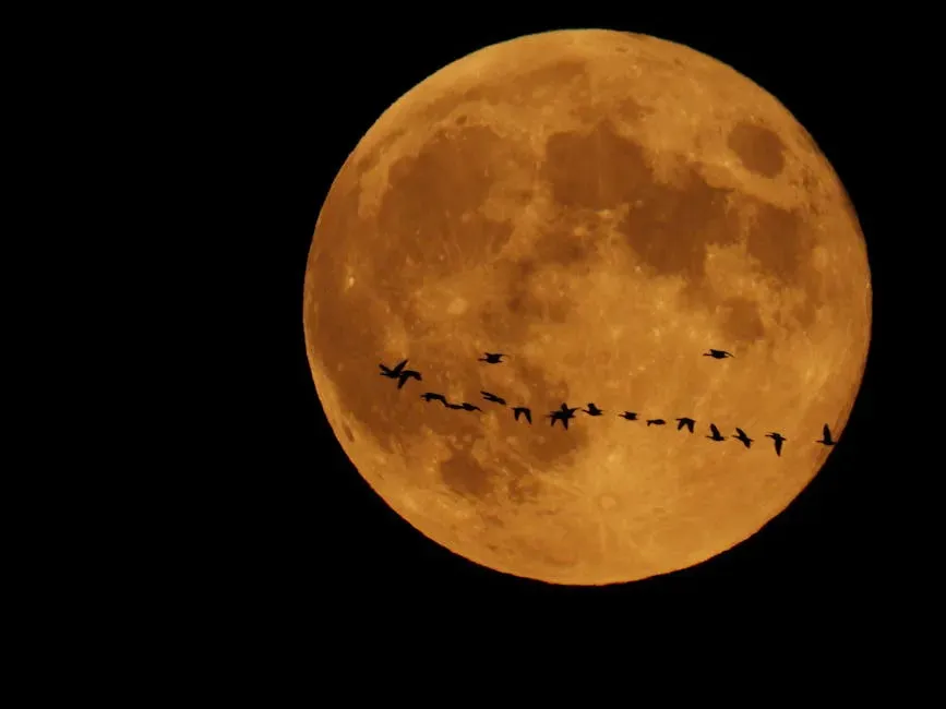 Night Flyers and the “Dark Moon” Advantage (Image Credits: Pexels)