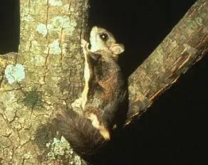 2. North America Has Several Species – And They’re Not All Alike (U.S. Fish & Wildlife Service, Public domain)