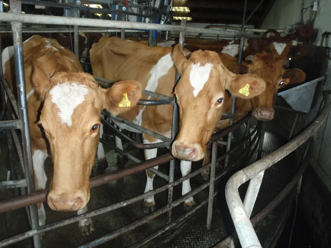 9. Cows and Farm Animals: Barnyard Behavior Before the Big One (Image Credits: Unsplash)