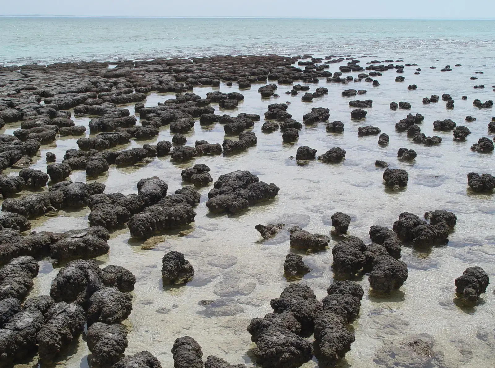 Mats of Time: Stromatolites and Microbial Cities Older Than Animals (Image Credits: Wikimedia)