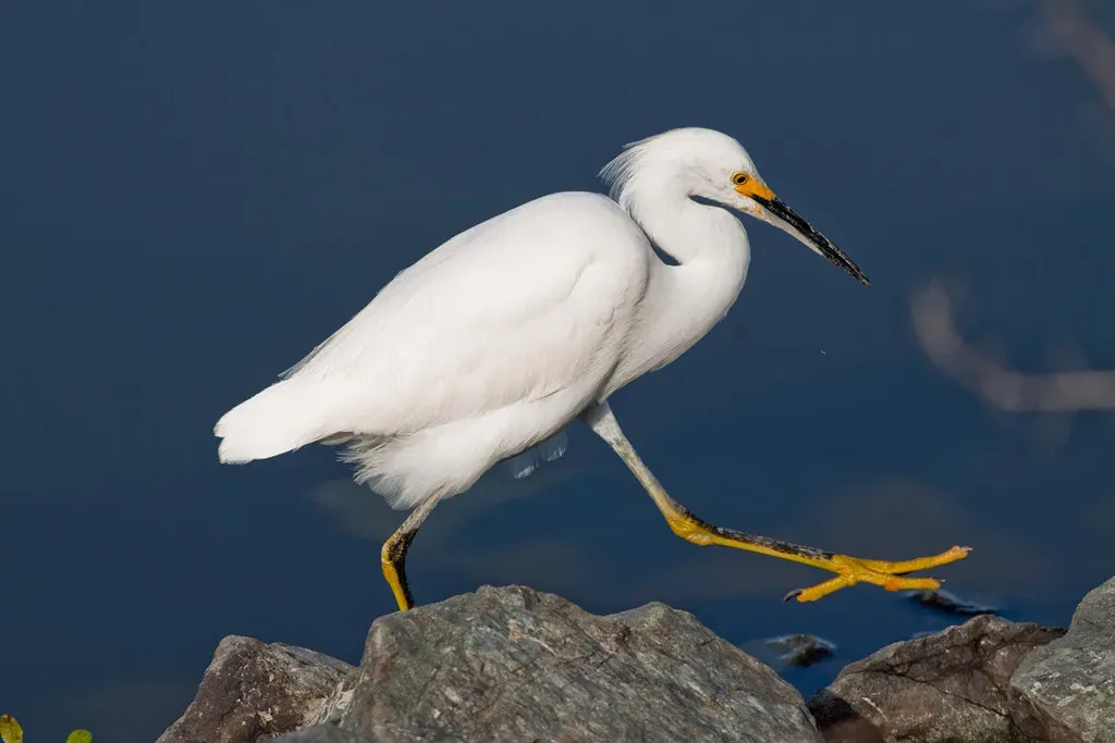 Pisces: The Snowy Egret (Image Credits: Flickr)