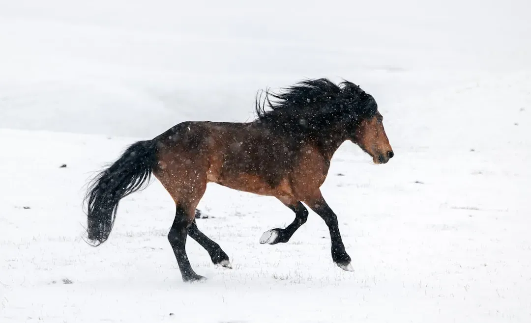 The Horse: Free-Spirited, Energetic, and Born to Move (Image Credits: Unsplash)