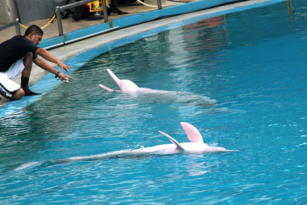 The Science Behind Pink Coloration (Image Credits: Flickr)