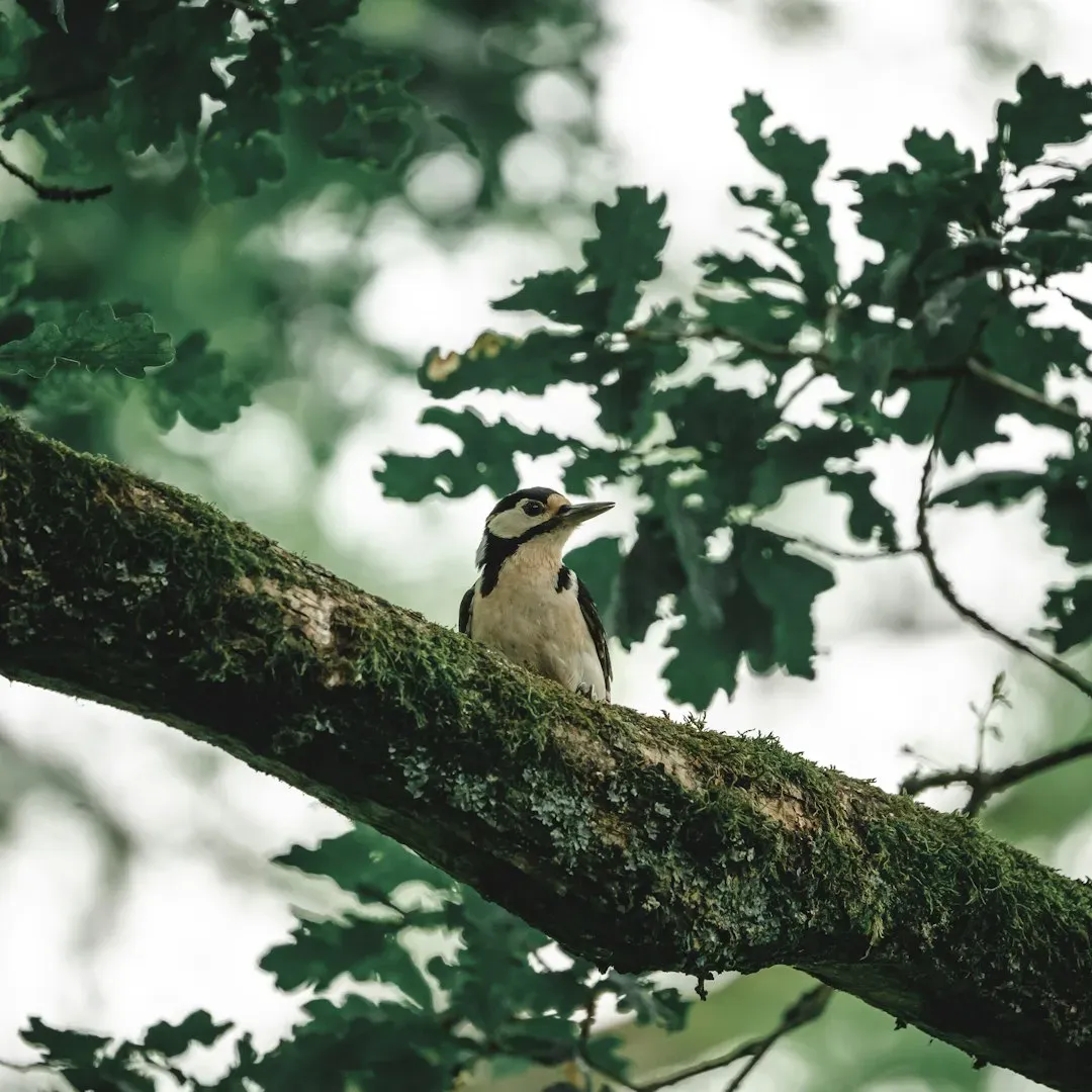6. The Forest’s “Mood” Through Bird Body Language (Image Credits: Unsplash)