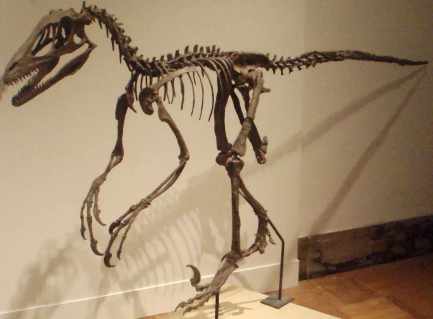 #10 - The "Terrible Claw" Deinonychus With Shrink-Wrapped Muscles (Own Work (photo), CC BY-SA 2.5)
