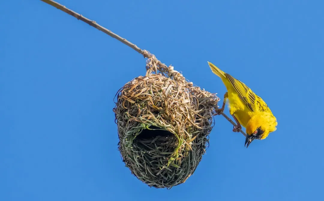 5. Weaver Birds: Hanging Homes That Defy Gravity (Image Credits: Unsplash)