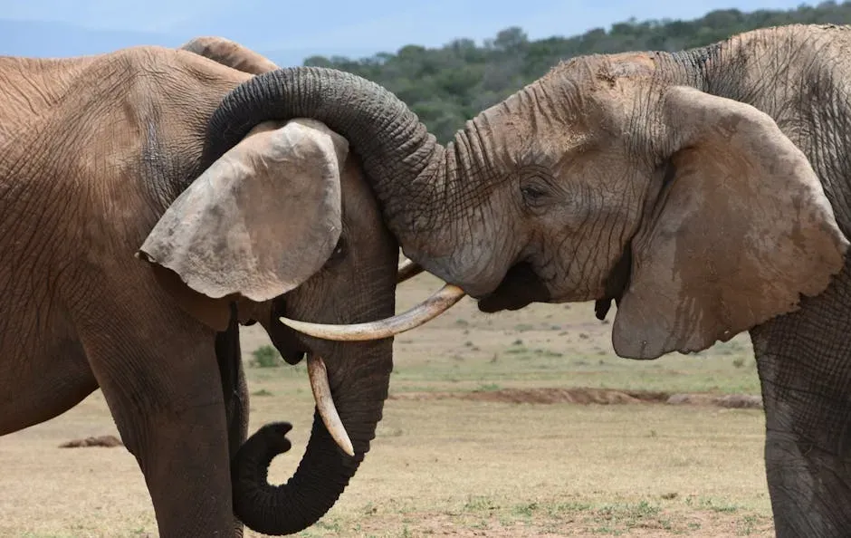 Elephants Communicate Across Kilometers in Complete Silence (Image Credits: Pexels)