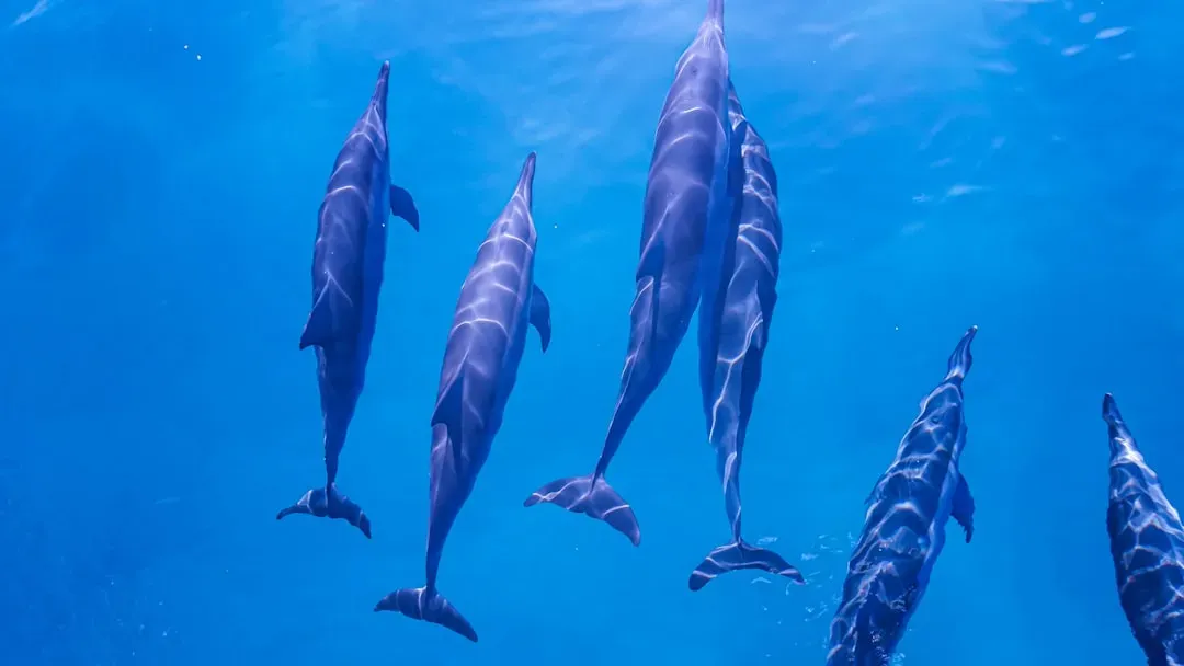 2. Dolphins: The Half-Brain Nappers (Image Credits: Unsplash)