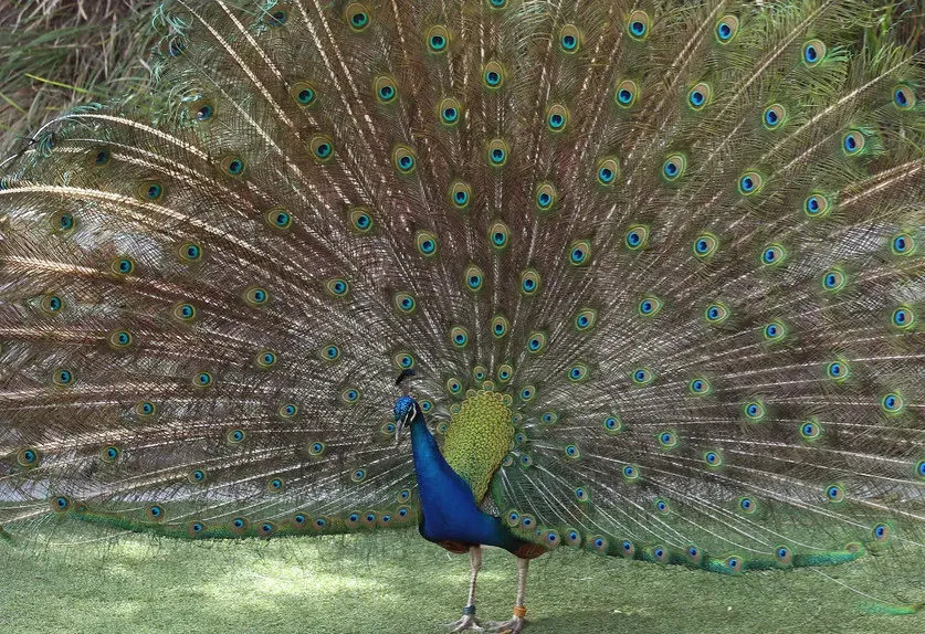#2 - The Peacock's Feathers Are Actually Brown Underneath (Image Credits: Flickr)