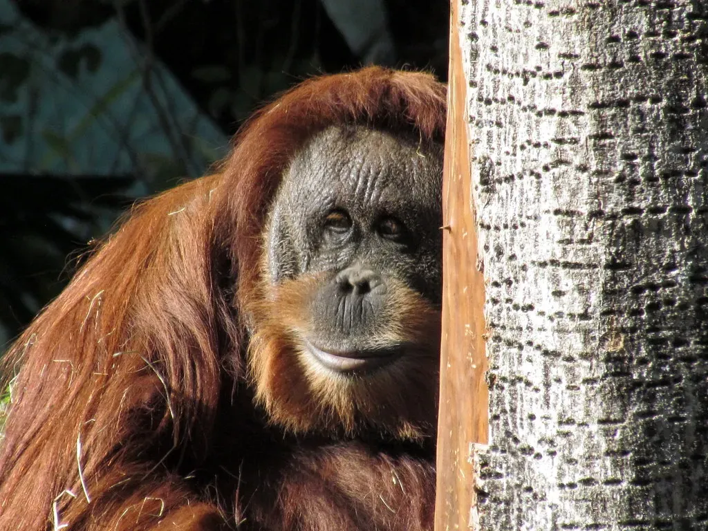 2. Sumatran Orangutan: A Living Window Into Human Evolution (cuatrok77, Flickr, CC BY-SA 2.0)