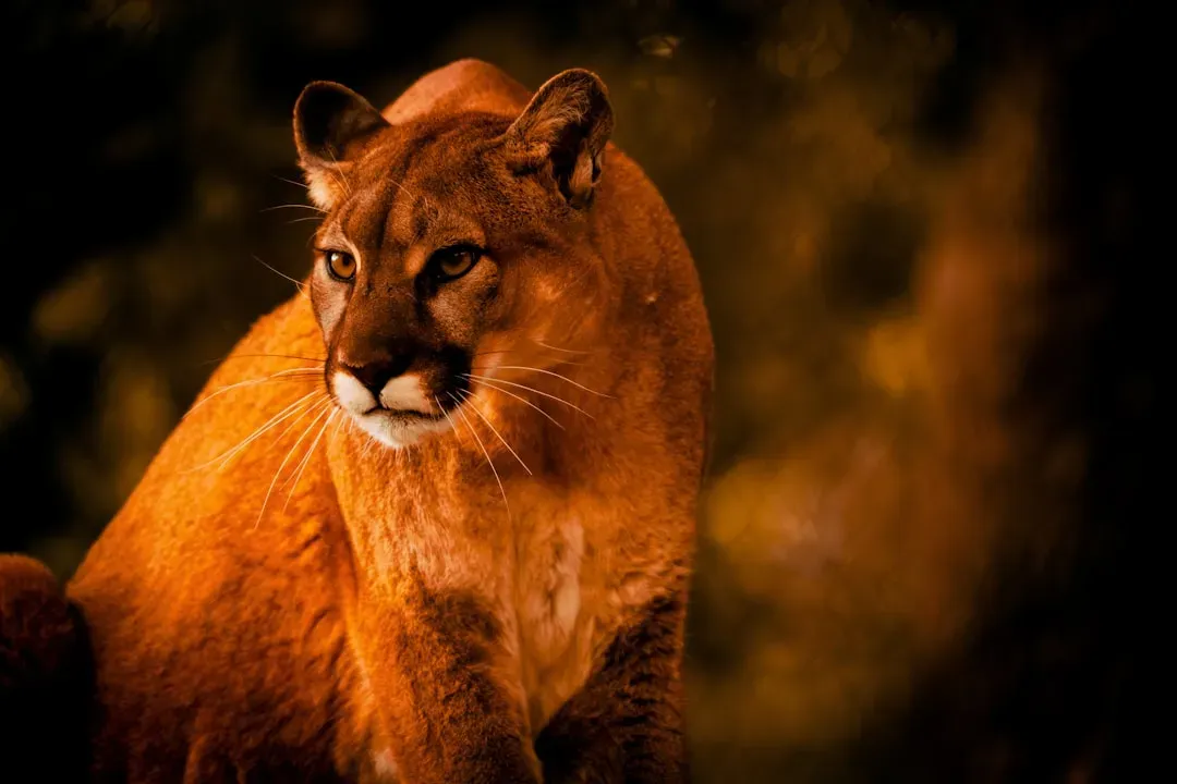 Conclusion: why cougar power demands more from us (Image Credits: Unsplash)