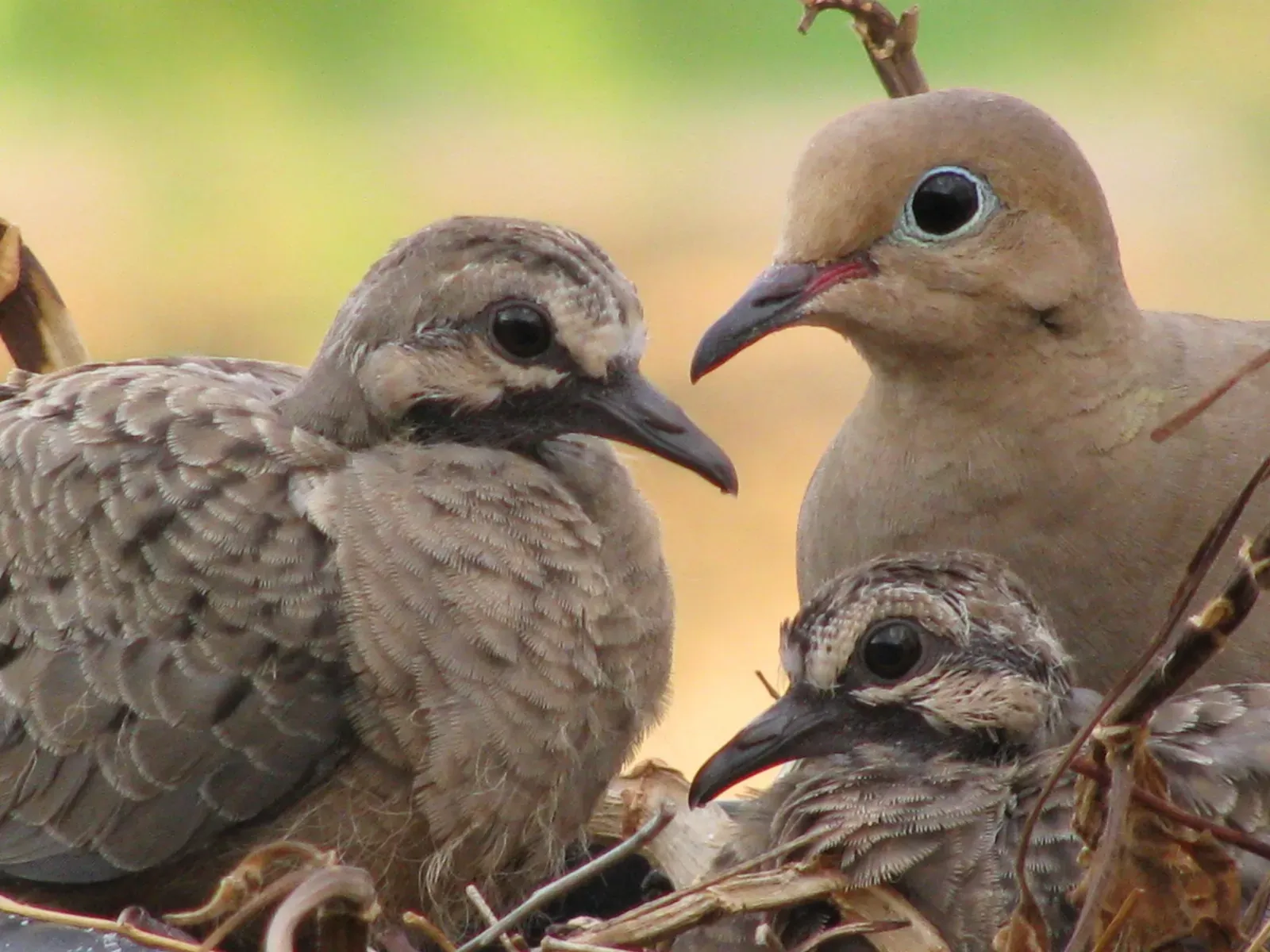 6. They Can Raise Multiple Families In One Season (Family of DovesUploaded by Snowmanradio, CC BY 2.0)