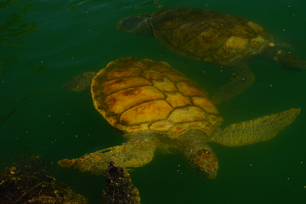 The Sea Turtle: The Patient Navigator (Image Credits: Flickr)