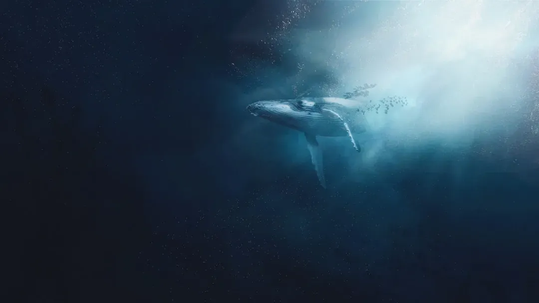 #9 - The 52-Hertz "Loneliest" Whale That Might Not Be A Whale At All (Image Credits: Unsplash)