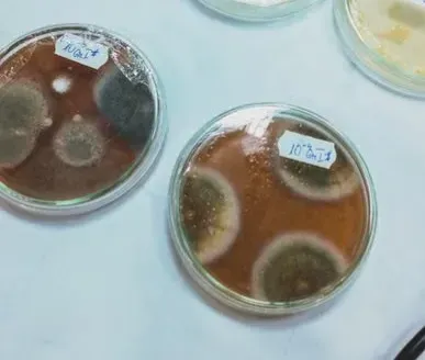 3. Penicillin: A Contaminated Petri Dish That Cracked the Infection Problem (Image Credits: Pexels)