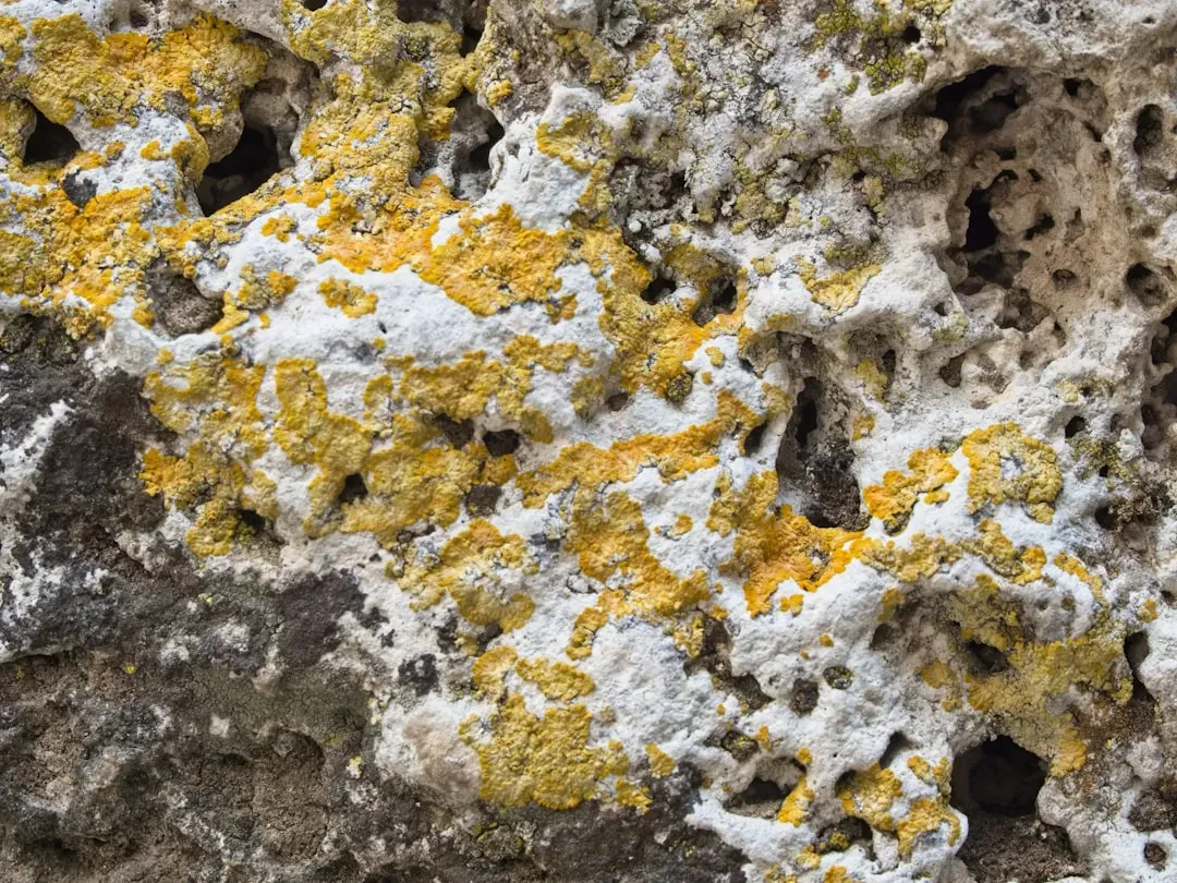 Breathing Rocks: Microbial Weathering and Soil Creation (Image Credits: Unsplash)