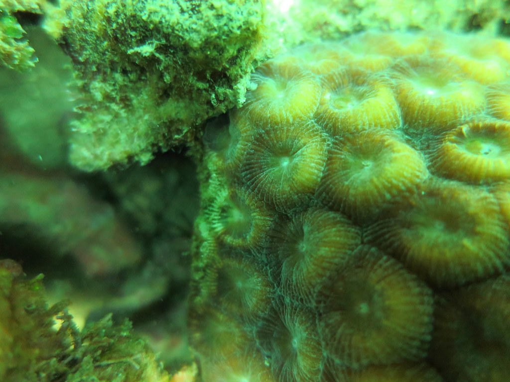 Deep Earth Ecosystem Architects (Image Credits: Flickr)