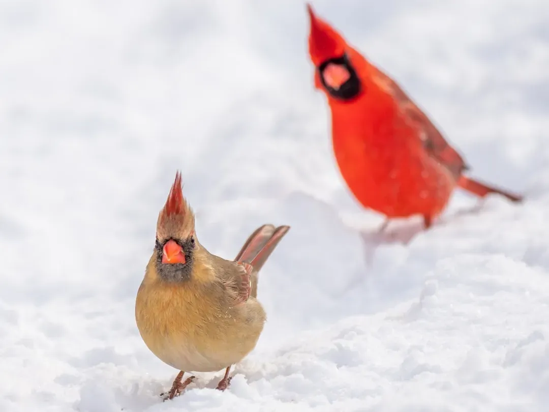 4. Both Males And Females Sing, And That’s Unusual (Image Credits: Unsplash)