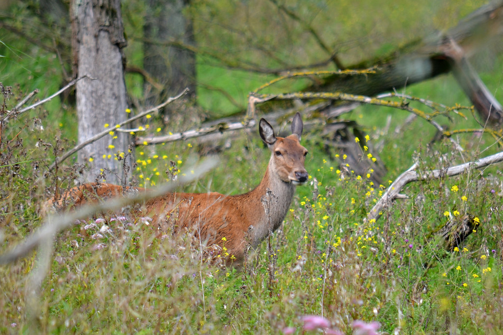 What Exactly is Rewilding? (Image Credits: Flickr)