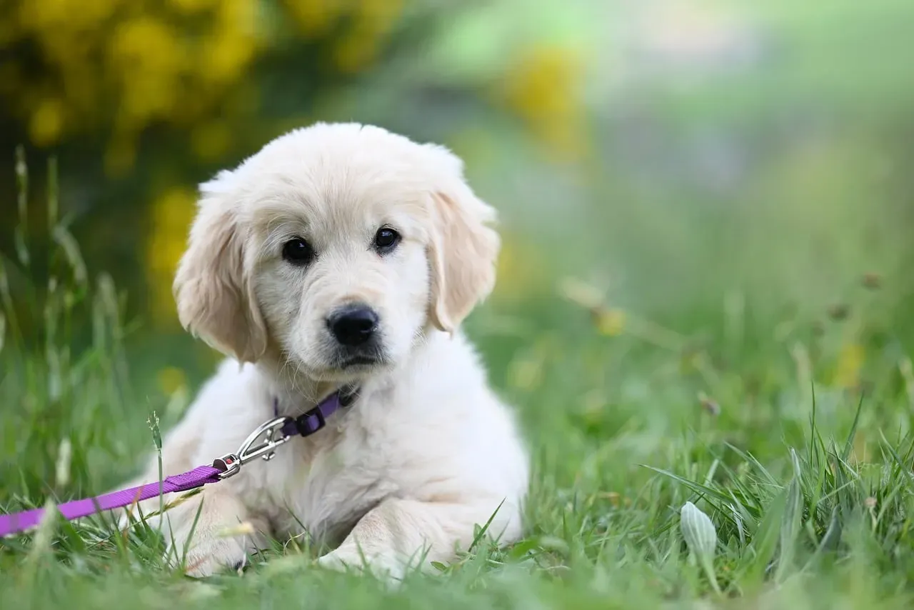 Conclusion: Listening to the Paw on the Brake (Image Credits: Pixabay)
