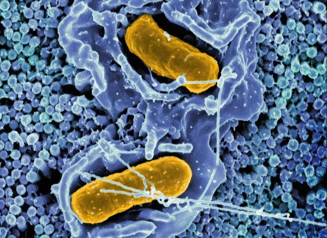 Bacteria and the Logic of Endless Division (Image Credits: Unsplash)