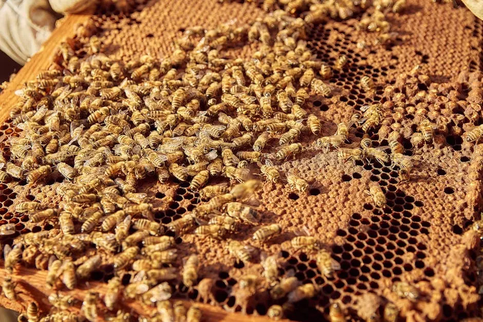 9. Honeybees: Mathematicians of the Hive (Image Credits: Pexels)