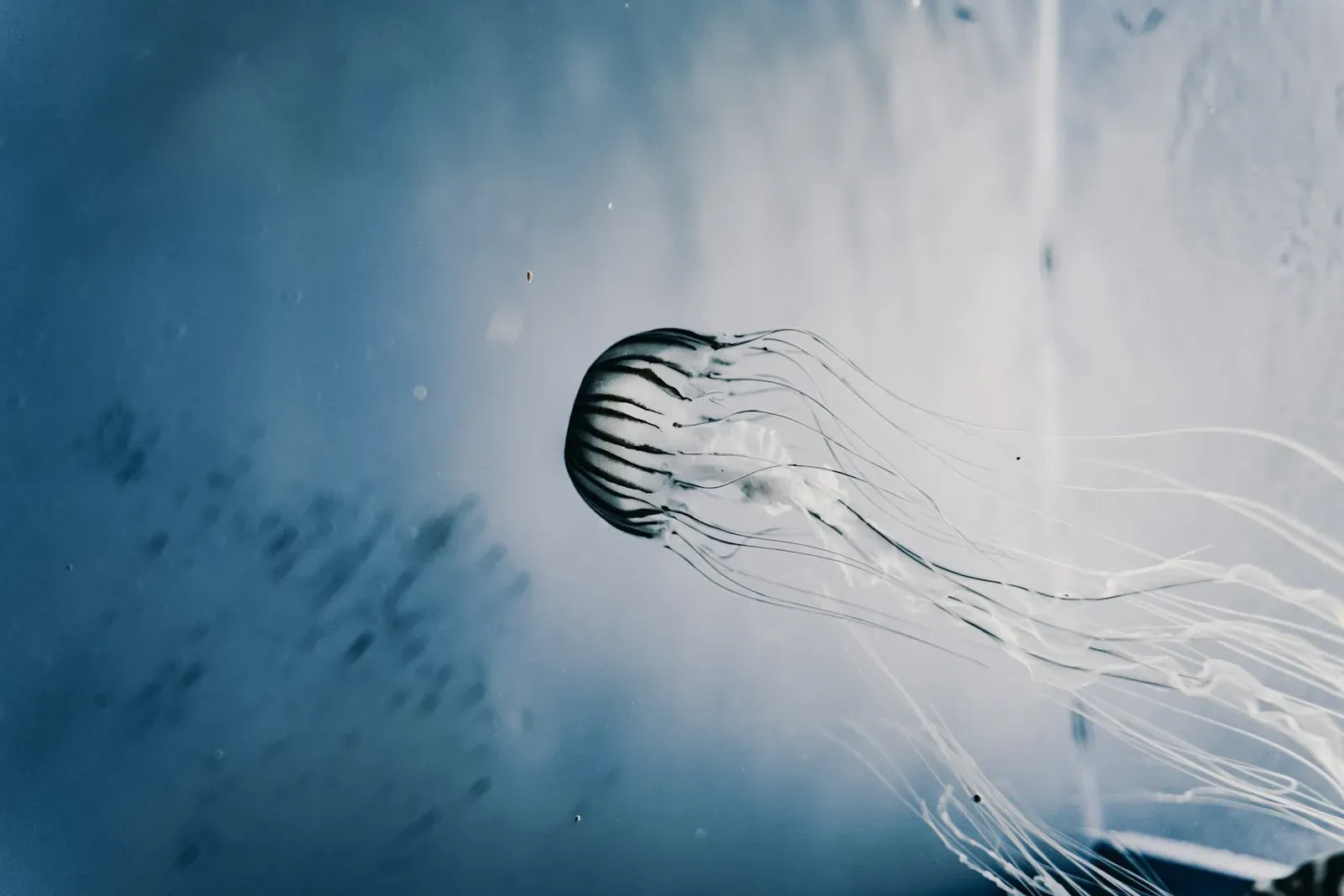 Conclusion: A Tiny Creature, A Giant Question Mark (Image Credits: Unsplash)