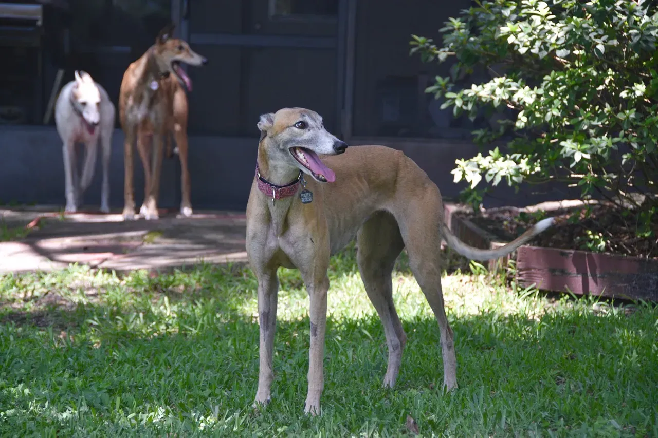 Pisces – The Dreamy Greyhound (Image Credits: Pixabay)