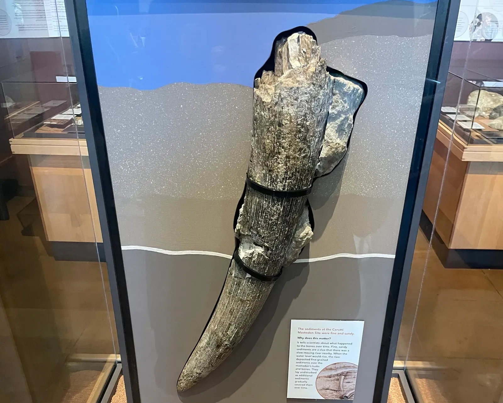 2. Cerutti Mastodon Site, California: A Controversial Hint of Humans Over 100,000 Years Ago (Image Credits: Wikimedia)