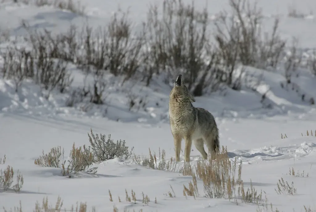 Reading The Sounds: Yips, Barks, Howls, And “Group Screams” (Image Credits: Flickr)