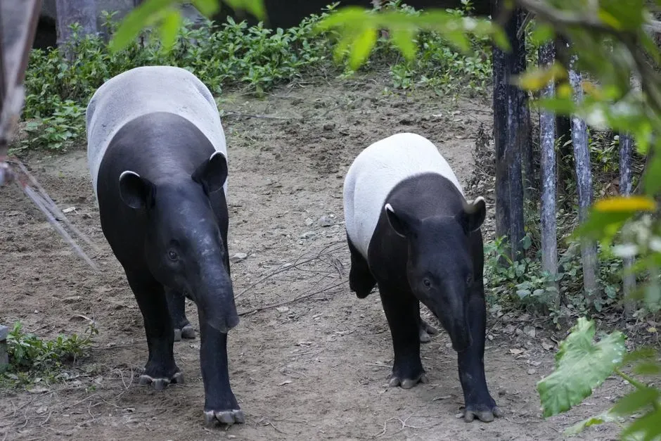 #3 - Tapirs, Split Across Two Continents With Nothing In Between (Image Credits: Pexels)