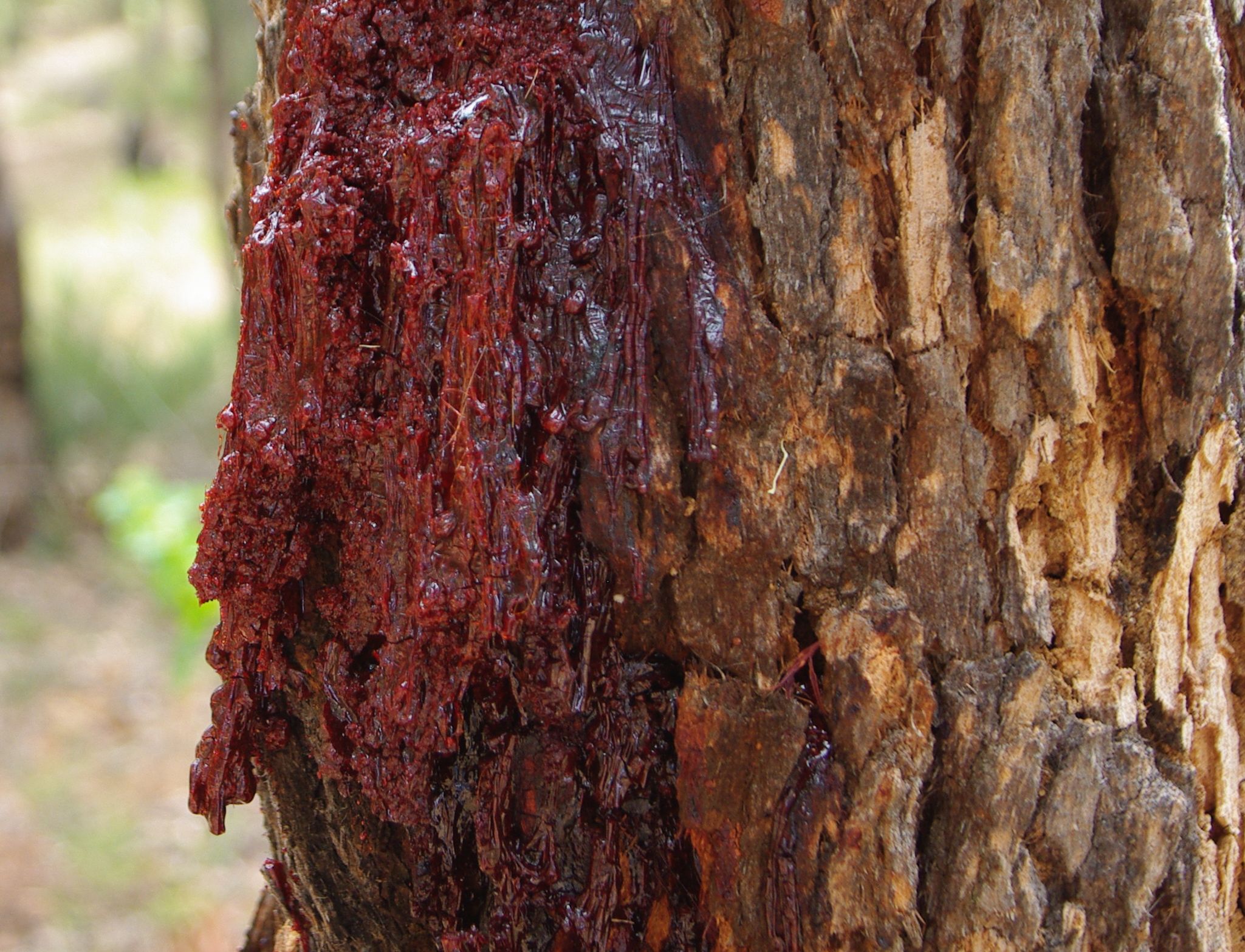 The Chemistry of Color (Image Credits: Wikimedia)