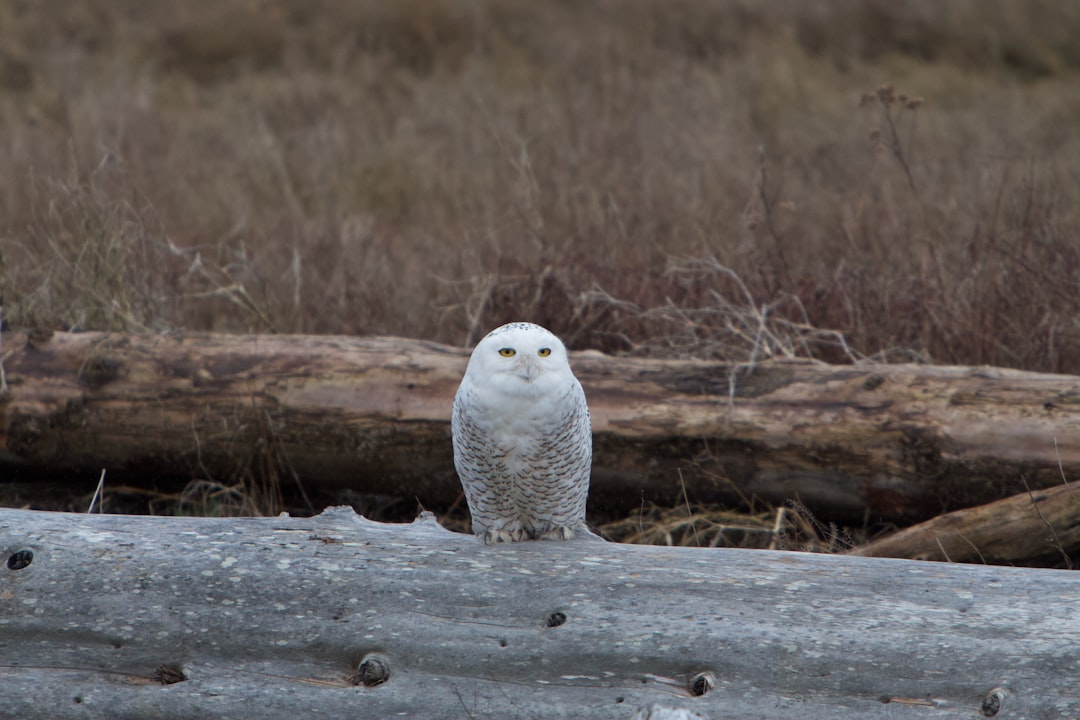 January - Snowy Owl (Image Credits: Unsplash)