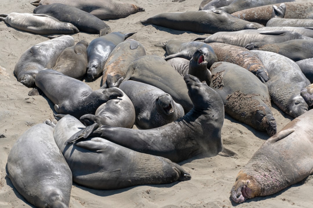 Prime California Habitat (Image Credits: Unsplash)