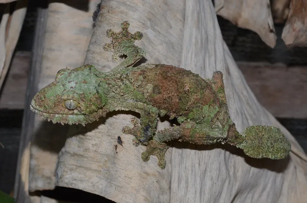 Leaf-Tailed Geckos: The Disappearing Lizards (Pasha Kirillov, Flickr, CC BY-SA 2.0)