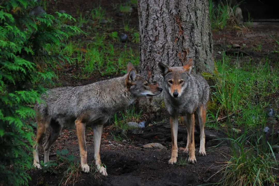 2. Only Around 15 To 20 Wild Red Wolves Remain On Earth (Image Credits: Unsplash)