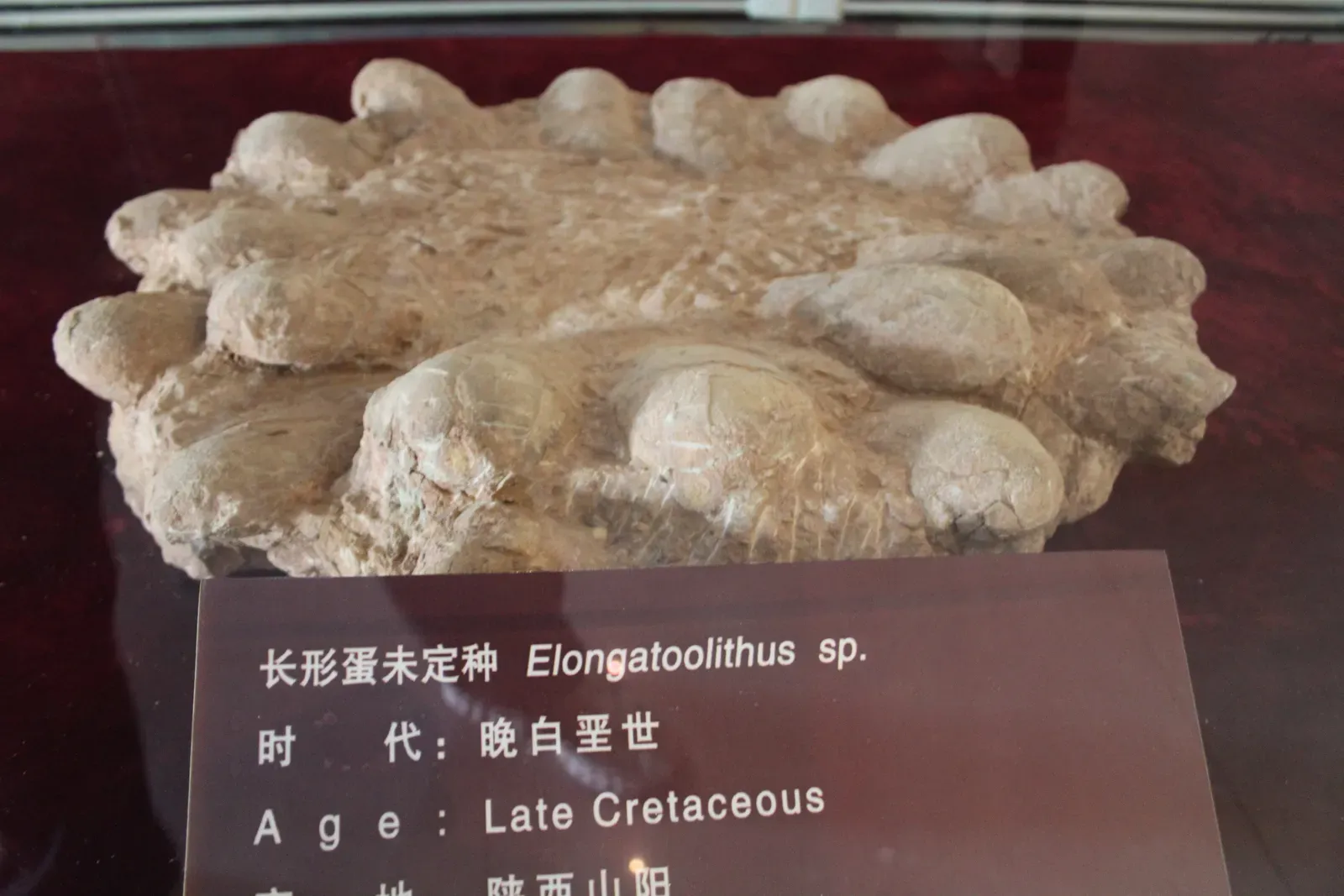 12. What These Eggs Really Say About Dinosaur Family Life (By Gary Todd, CC0)