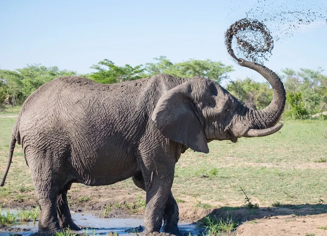 Rethinking Intelligence: Are We Underestimating Elephants? (Image Credits: Unsplash)
