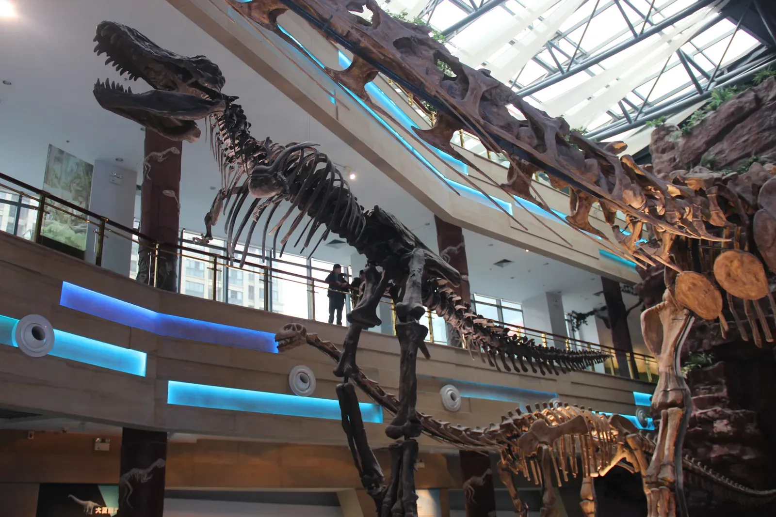 #13 - The T. rex That Slowly Lowered Its Tail (Tyrannosaurus Rex Skeleton, CC0)