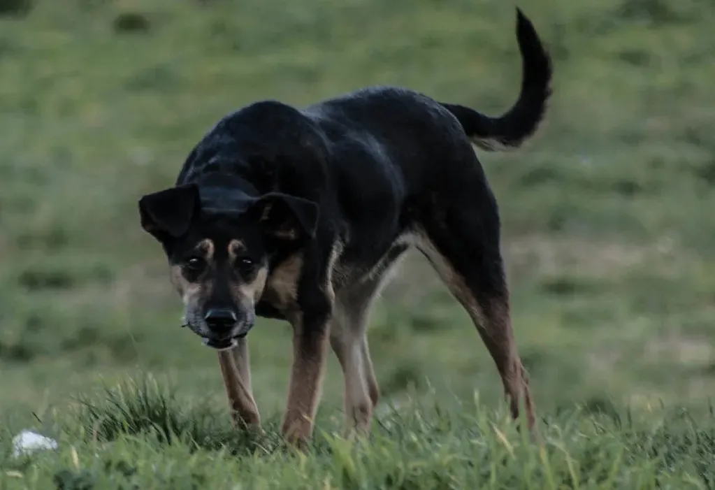 Can We Build a Warning System Around Animal Behavior? (Elicus, Flickr, CC BY-SA 2.0)