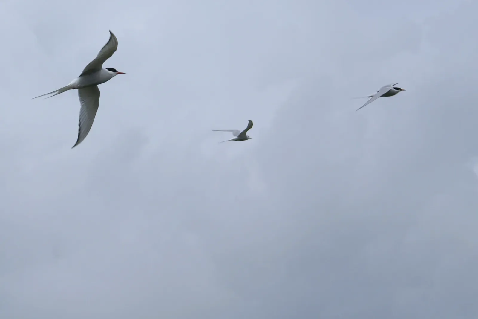 Arctic Terns Flying to the Ends of the Earth (Image Credits: Wikimedia)