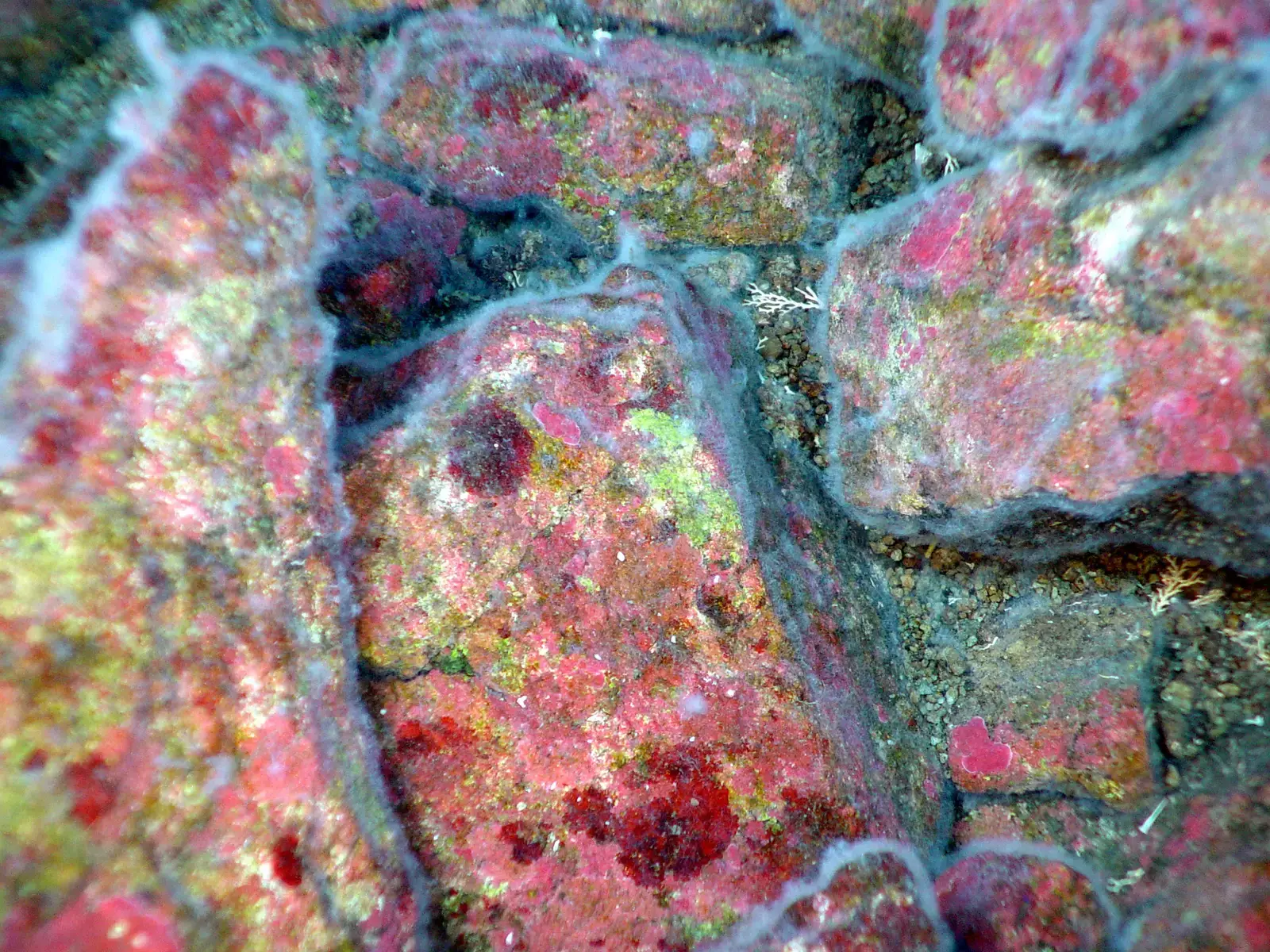 #6 - Bacteria Are Building Biofilms That Crack the Rock (By Image courtesy of Submarine Ring of Fire 2004 Exploration, NOAA Vents Program, Public domain)