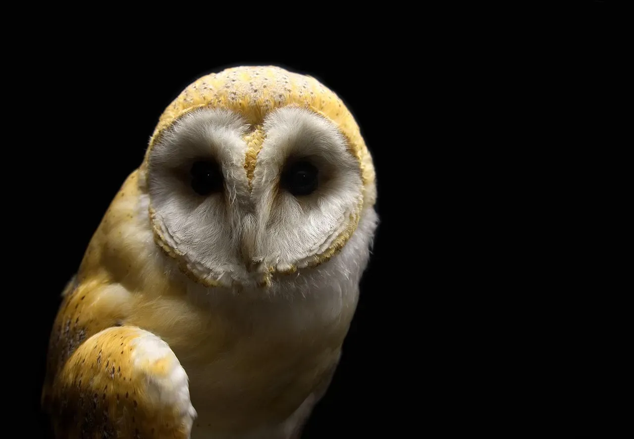Taurus – The Slow, Silent Owl Guarding Its Territory (Image Credits: Pixabay)