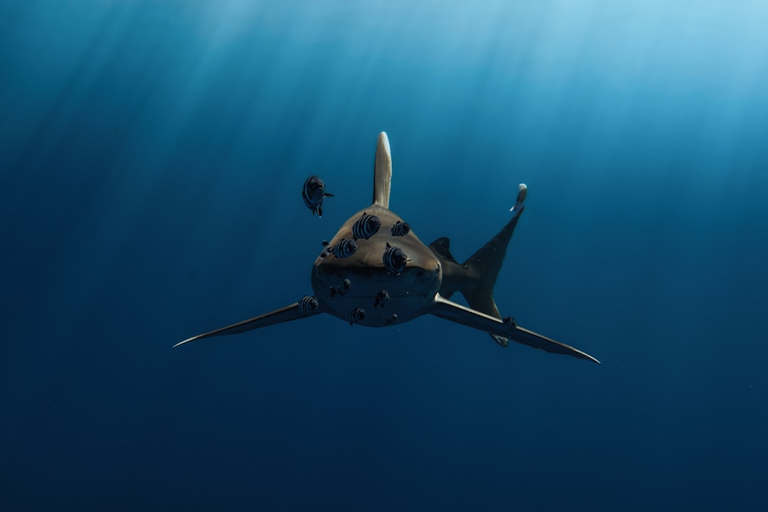 The Mysterious Shark - Water's Primal Power (Image Credits: Unsplash)