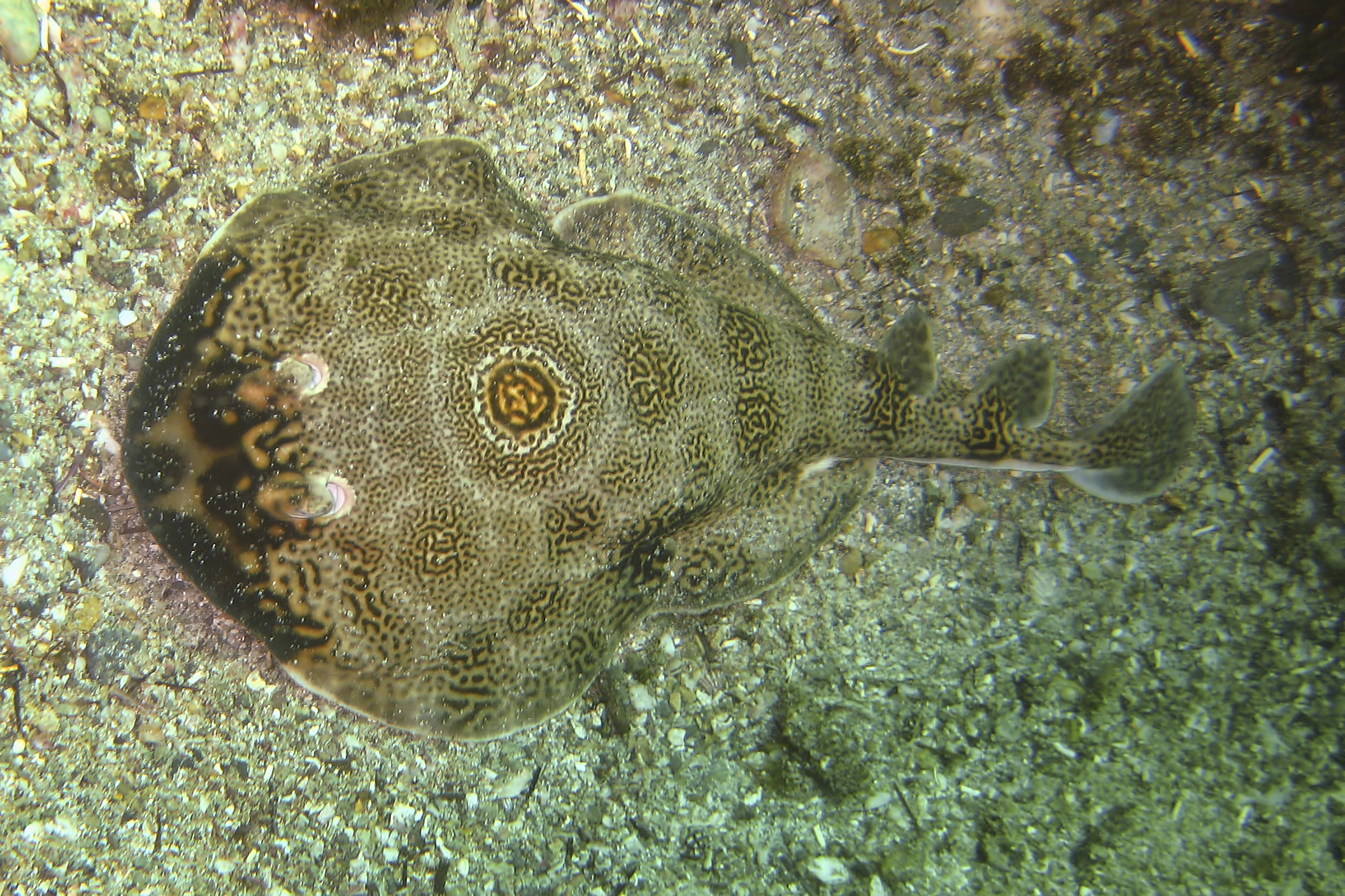 Other Electric Field Hunters (Image Credits: Wikimedia)